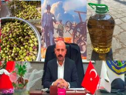 Zeytinde verim artt yann fiyat 160 TL'ye kadar dt